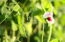 开云体育app-德意志战车折戟多瑙河，莱万压哨绝杀，匈牙利书写2026世界杯C组史诗逆转