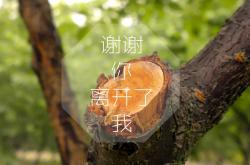 开云体育-撕裂雨林，当安第斯雄鹰在世界杯的狂想曲中，啄穿非洲雄狮的铠甲
