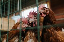 开云体育中国-时空错位的绝杀，穆雷的红土与硬地炼狱双重奏