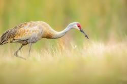 开云体育官网-基米希绝杀助利物浦险胜澳大利亚，一场跨洲慈善赛的辉煌时刻