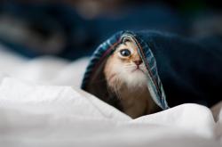 开云体育入口-霍勒迪的风暴眼，当喧嚣退去，沉默铸就胜利