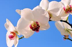 开云体育入口-跨界巅峰对决，德甲争冠战、勇士传奇与深圳队胜出的体育交响曲