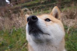 开云体育-星球撞击时刻，沉默的利拉德如何成为篮网与广厦之战的风暴眼？