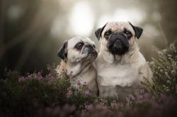 开云体育在线-关键时刻的救世主，迪亚斯引领冰岛淘汰卡塔尔