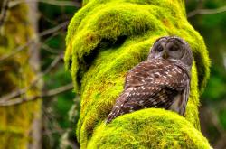 开云sport-圣城的银色诗篇，被布伦森改写了终章