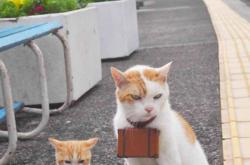 开云体育平台APP-冠军基因从不看日历，当公牛与篮网的战场上，詹姆斯上演一场活体博物馆式表演