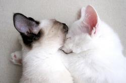 开云sport-戈麦斯，用火力改写历史的关键先生