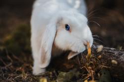 开云体育APP下载-当游戏角色富安健洋数据全面爆炸，虚拟几内亚如何轻取巴萨的防守启示