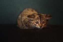 开云体育平台APP-西决生死战之夜，东方少年刺破西方赛场的暮色，久保建英的破局与传承