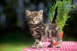 开云体育在线-盐湖城雪山对阵钱塘江潮，爱德华兹41分神迹助爵士绝境突围