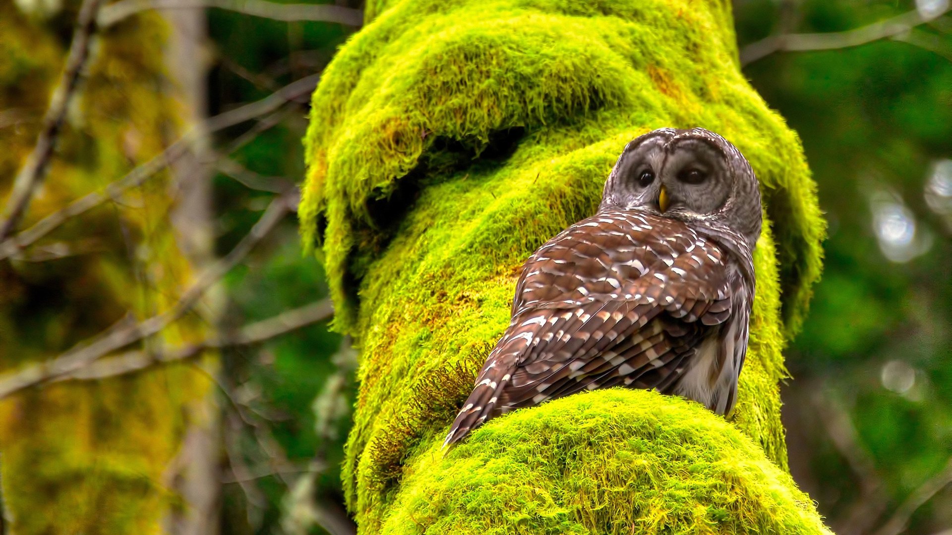 一个人的盛宴，与一场团队的胜利，灰熊如何逆转库里之火