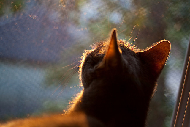 黄沙与草皮，当塞维利亚的铁骑碾过汉江，阿圭罗在欧冠的月光下加冕