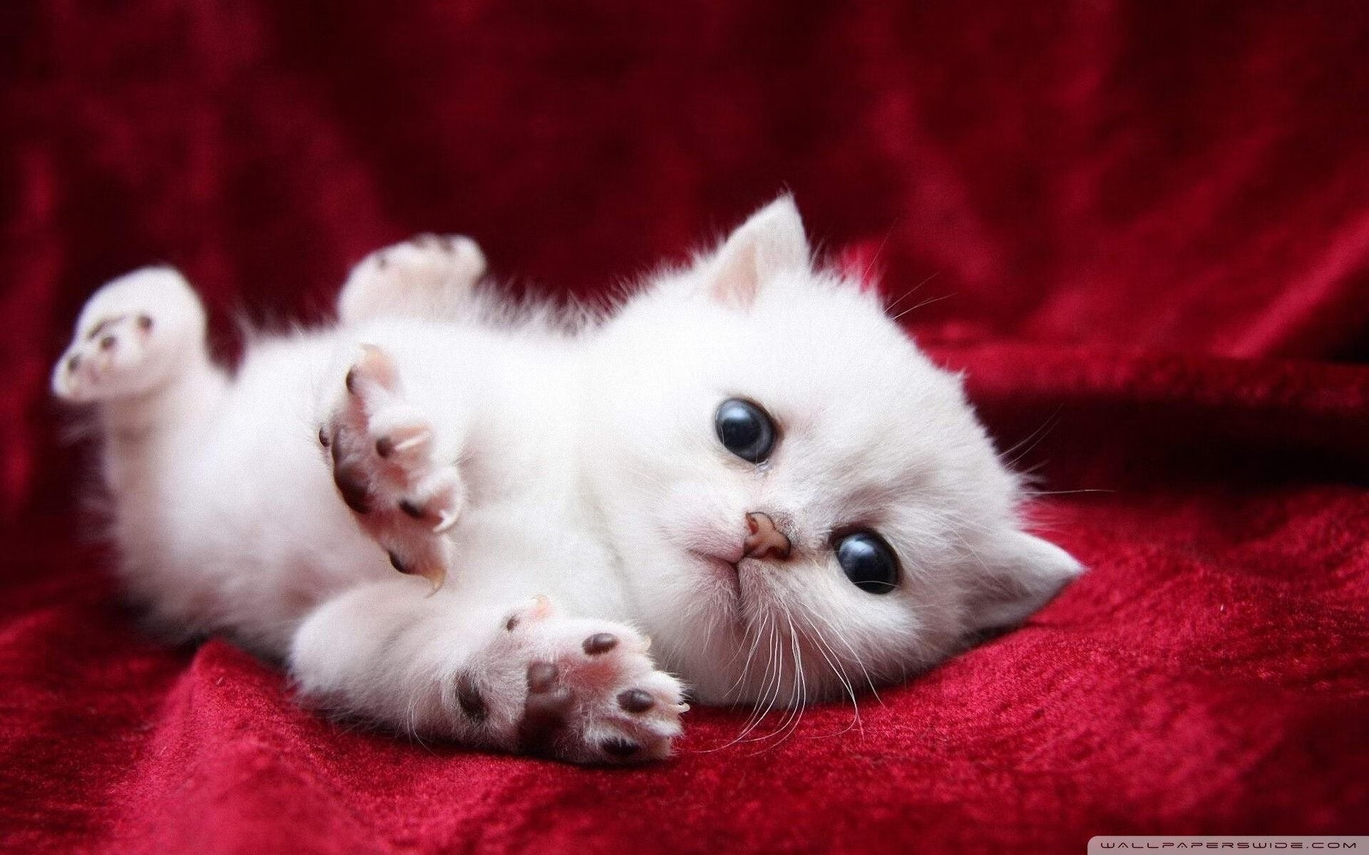 降维打击！苏亚雷斯的天外飞仙令卡塔尔防线彻底无解