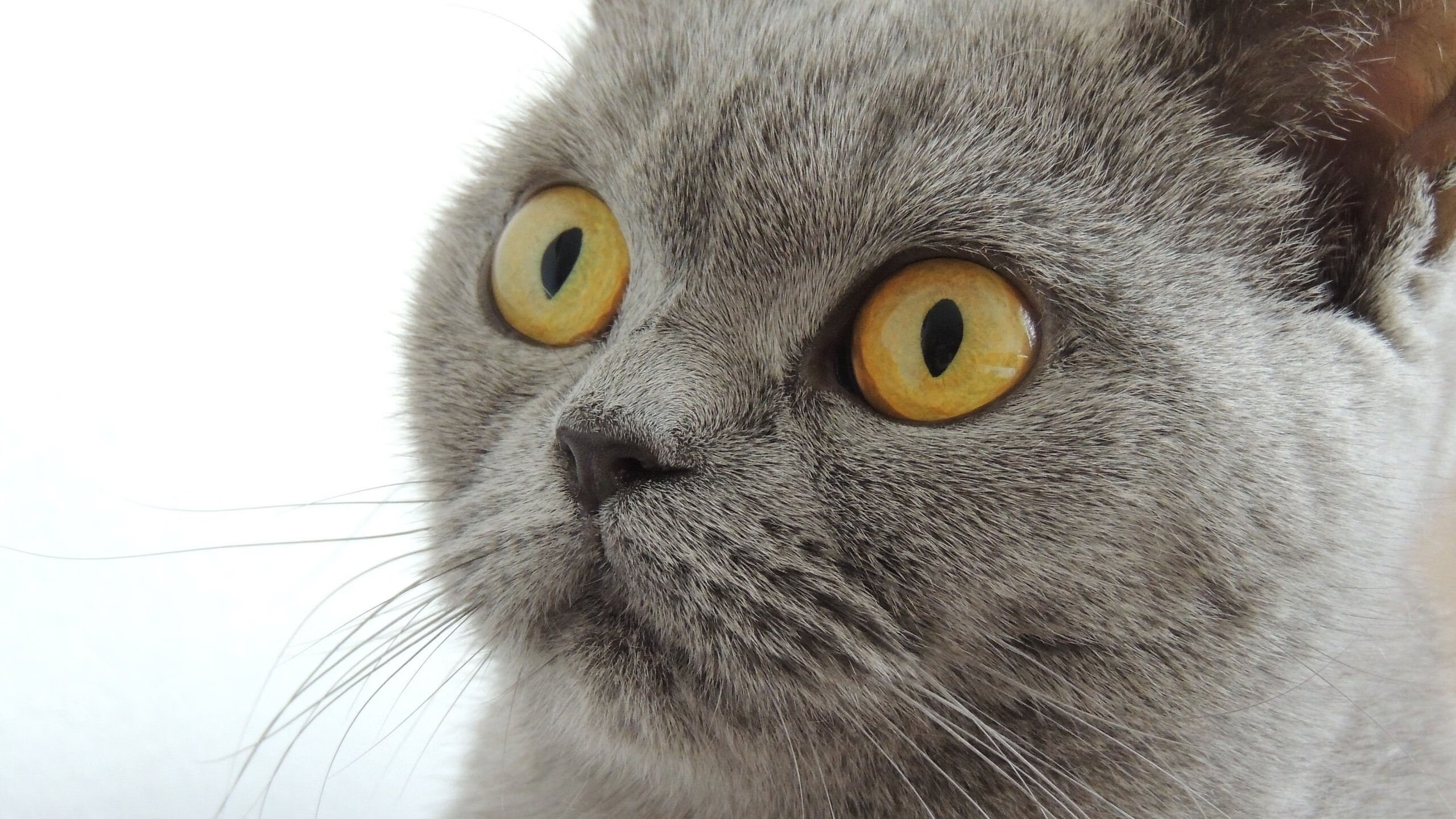 北境风暴席卷北美,爱尔兰稳擒雄鹰,弗拉霍维奇加时赛上演神祇降临