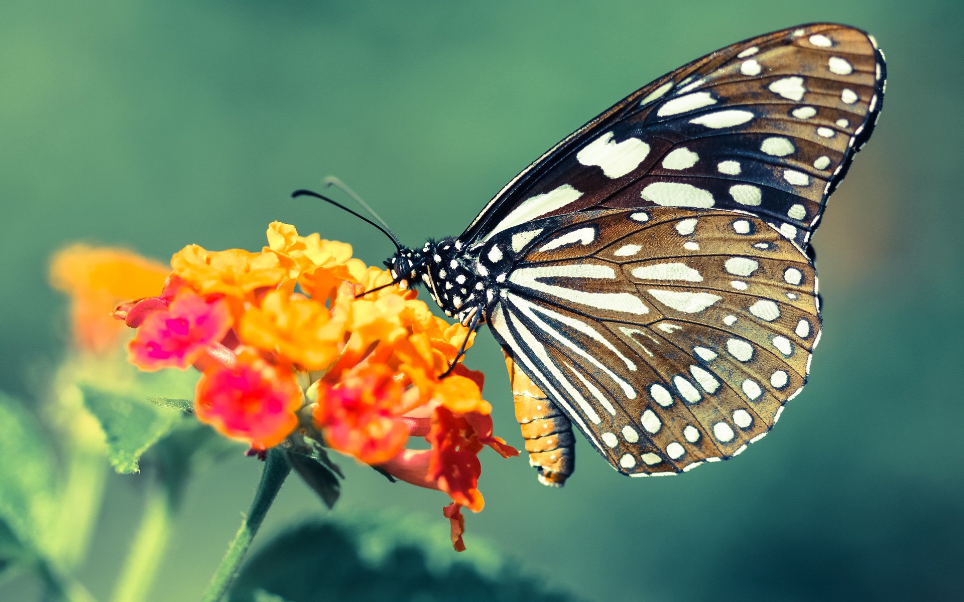 独木难支却逆天改命，步行者42分速胜太阳，哈登最后三分钟救主成关键先生