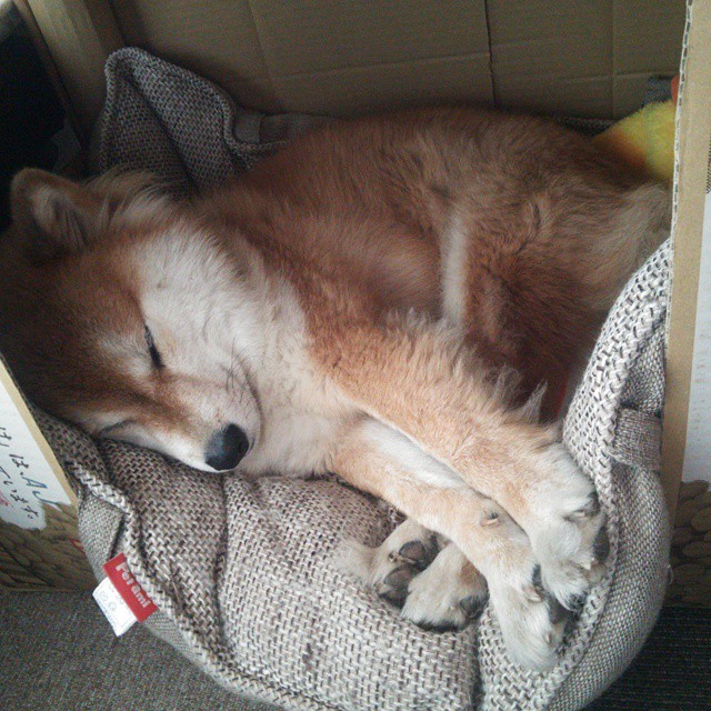 雷霆横扫雄鹿展现实力,塔图姆关键战化身欧冠决赛英雄