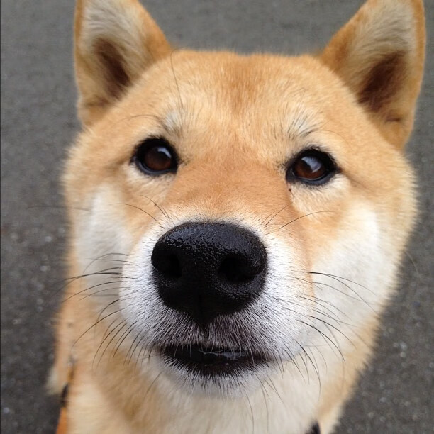 F1新赛季揭幕战，日本车手硬仗中力压中国新星，赢得焦点战胜利