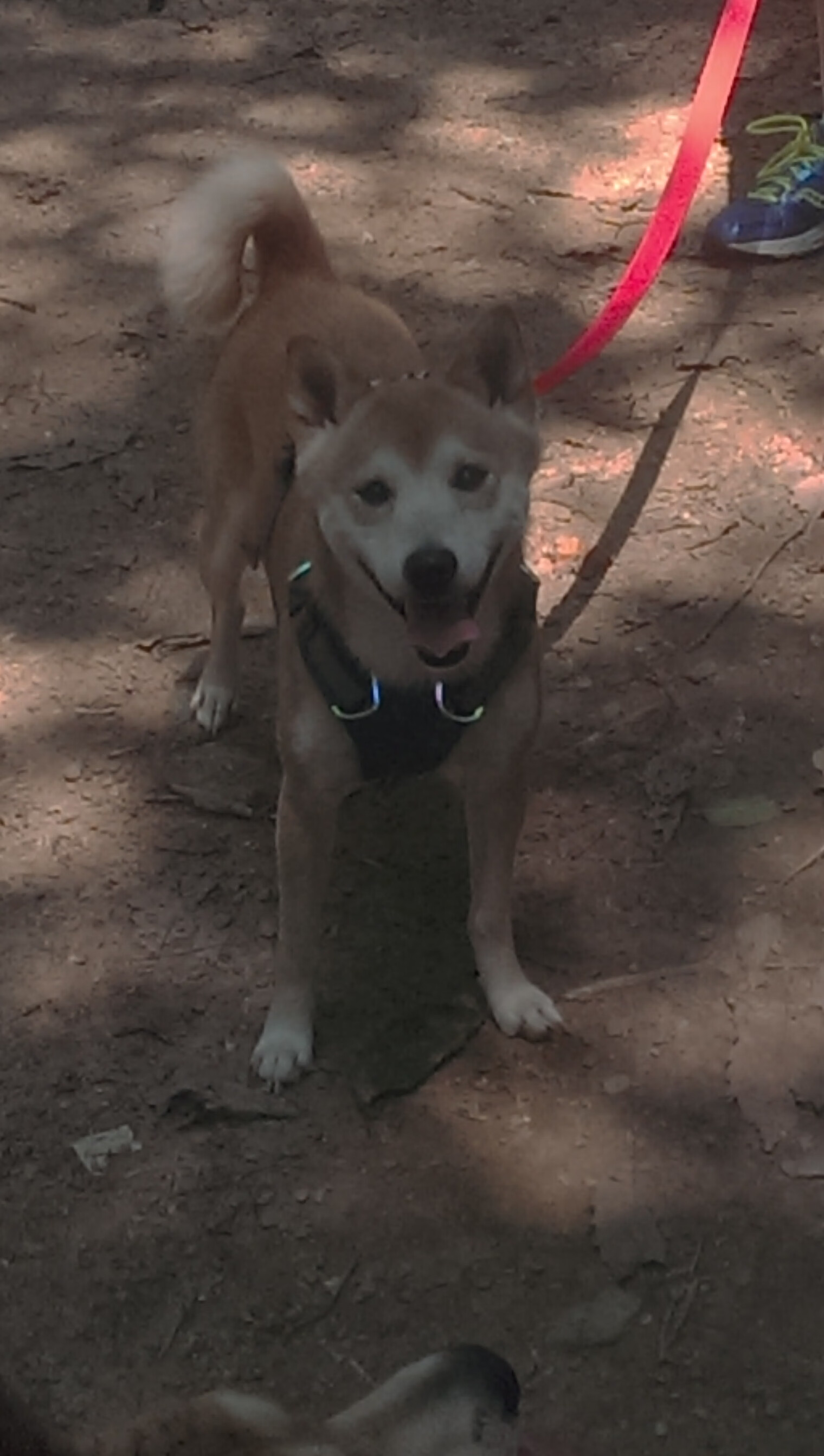 当威斯特法伦遇见亚松森，一场焦点战的足球语言密码