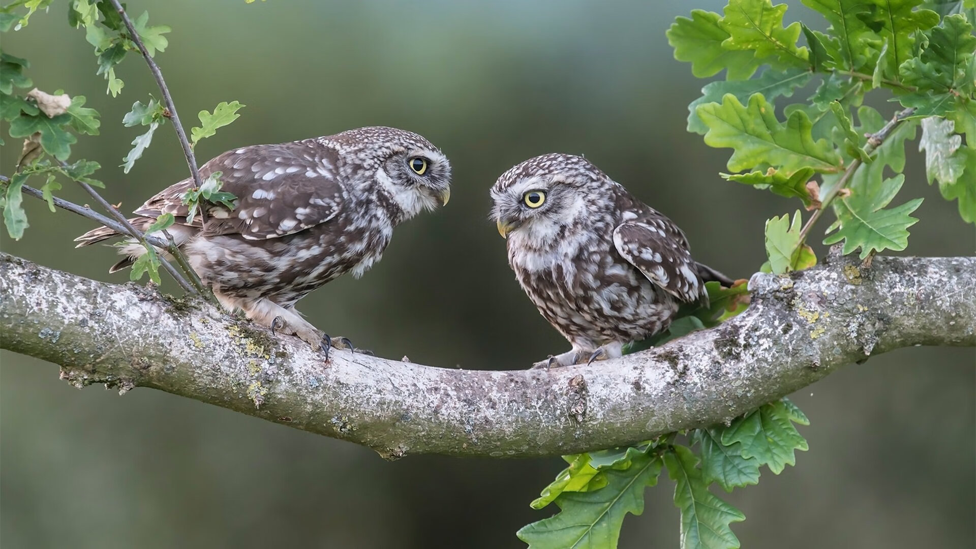 唯一之战,开拓者碾压步行者,克莱关键先生铸就历史性胜利