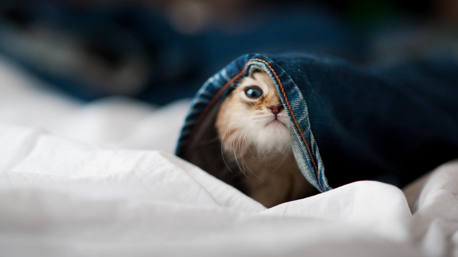 西决生死战之夜,那个37岁的囚徒,和他亲手打碎的长夜