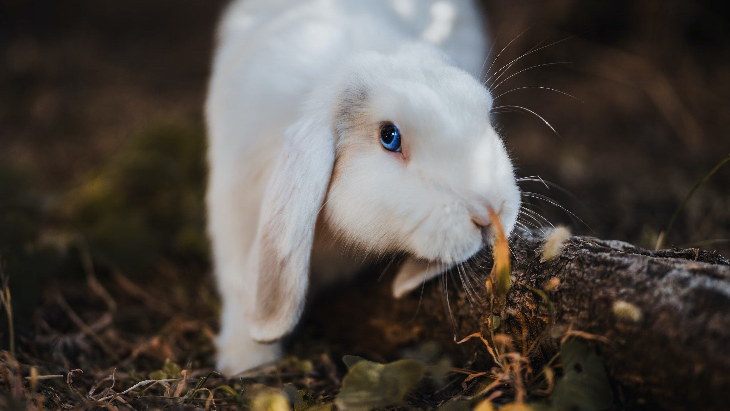当游戏角色富安健洋数据全面爆炸，虚拟几内亚如何轻取巴萨的防守启示