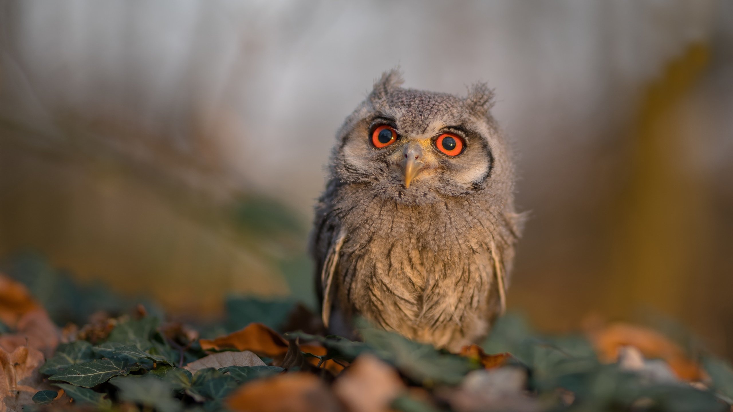 同一晚,攻防的艺术,斯坦福桥的秩序与威斯特法伦的火焰