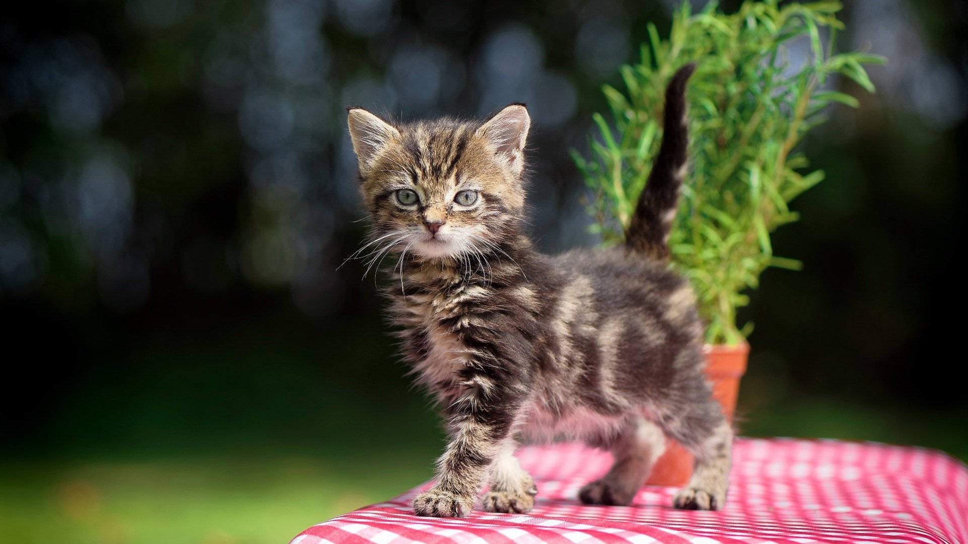 盐湖城雪山对阵钱塘江潮，爱德华兹41分神迹助爵士绝境突围