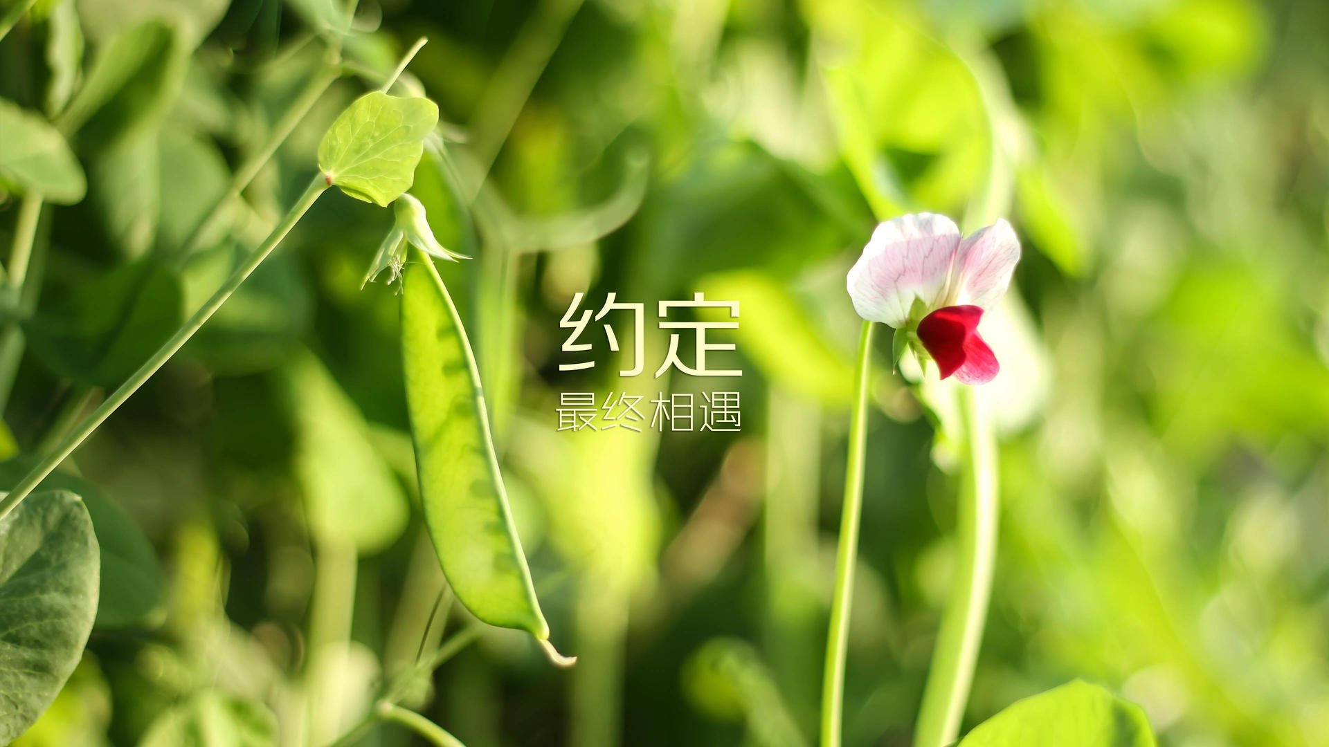 德意志战车折戟多瑙河,莱万压哨绝杀,匈牙利书写2026世界杯C组史诗逆转