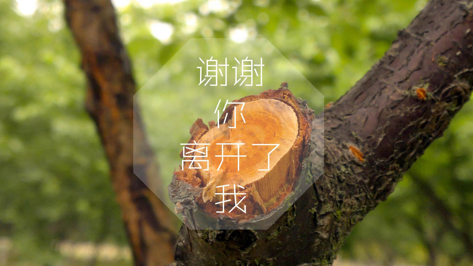 撕裂雨林,当安第斯雄鹰在世界杯的狂想曲中,啄穿非洲雄狮的铠甲